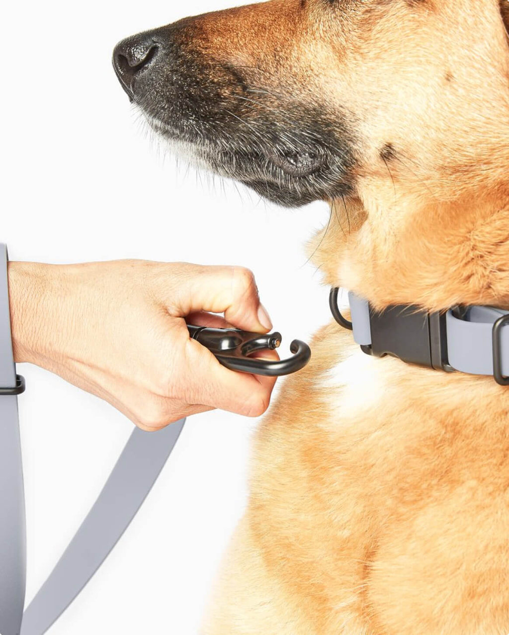 Signature Collar
